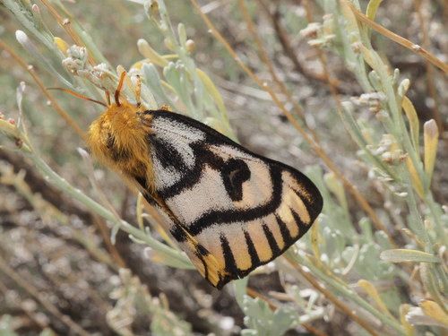 Nuttall's Sheep Moth photo 5