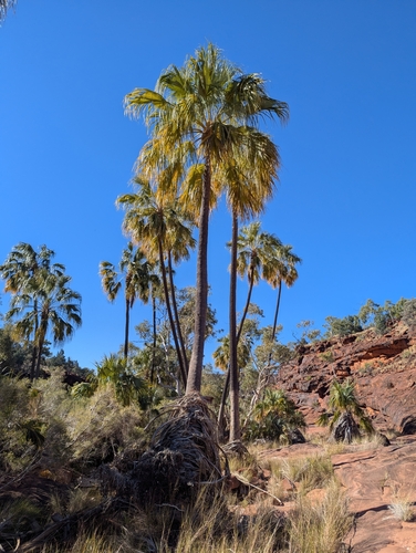 Red Cabbage Palm (Livistona mariae)