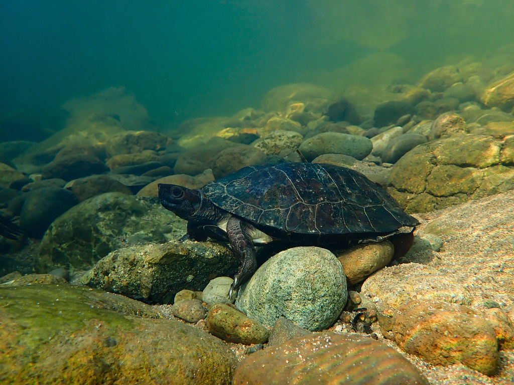 Enigmatic Leaf Turtle (Cyclemys enigmatica)