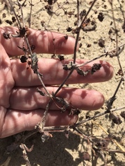 Eriogonum viridescens