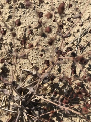 Eriogonum viridescens