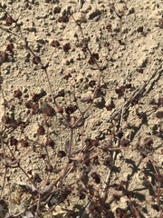 Eriogonum viridescens