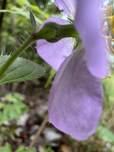 Maid Marian (Rhexia nashii)