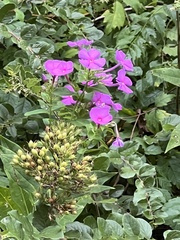 Hoher Stauden-Phlox (Phlox paniculata): Herkunft und Verwendung — Foto 2
