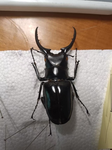 Prosopocoilus confucius