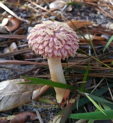 Boletellus ananas image