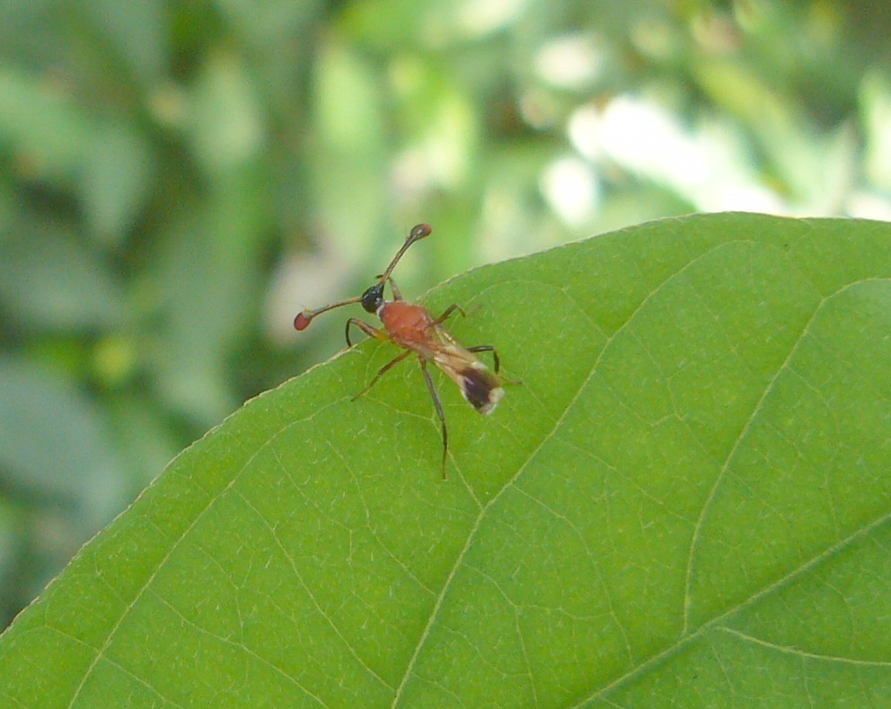 Teleopsis sorora