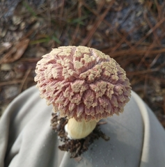 Boletellus ananas image