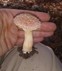 Boletellus ananas image