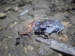 Leptobrachium hasseltii