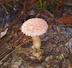 Boletellus ananas image