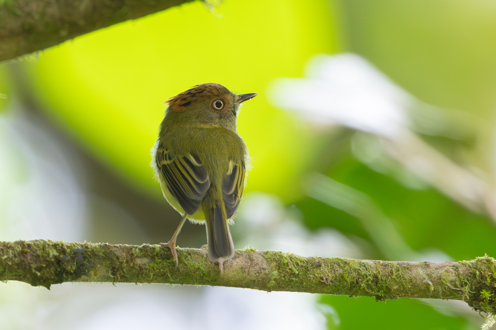 Scale-crested Pygmy Tyrant (Lophotriccus pileatus), photo 4