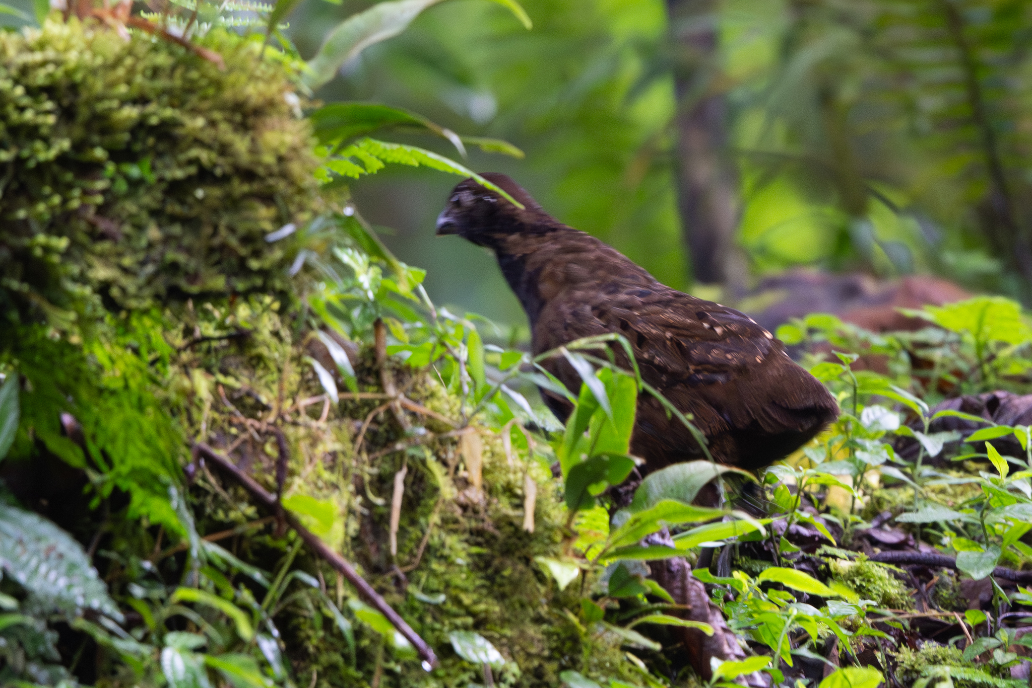 Black-breasted Wood Quail (Odontophorus leucolaemus), photo 3
