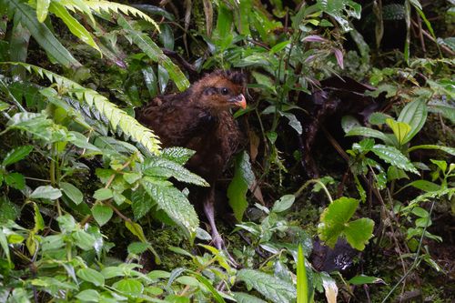 Black-breasted Wood Quail (Odontophorus leucolaemus), photo 4