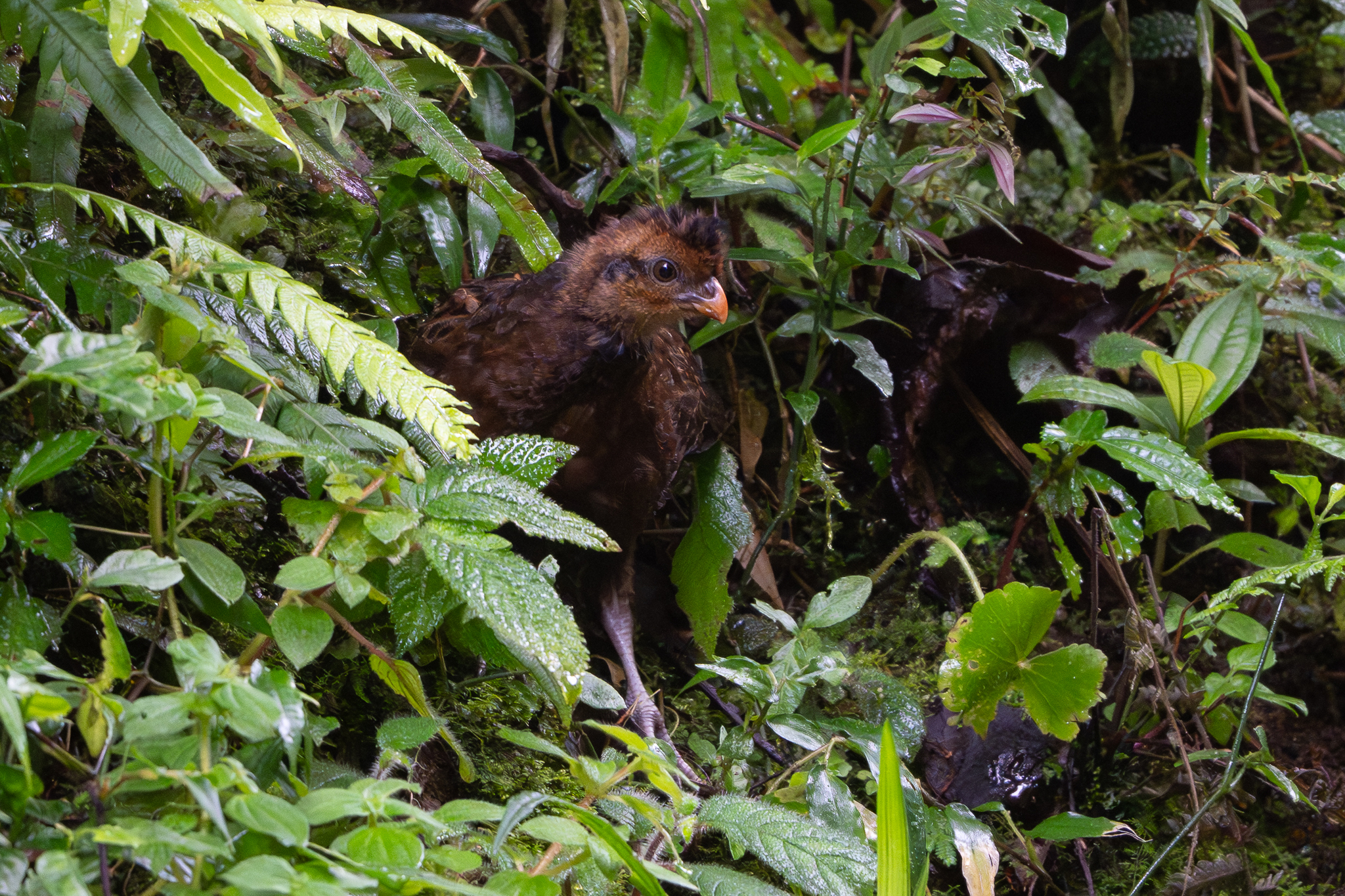 Black-breasted Wood Quail (Odontophorus leucolaemus), photo 4