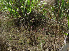 Fumaria muralis muralis