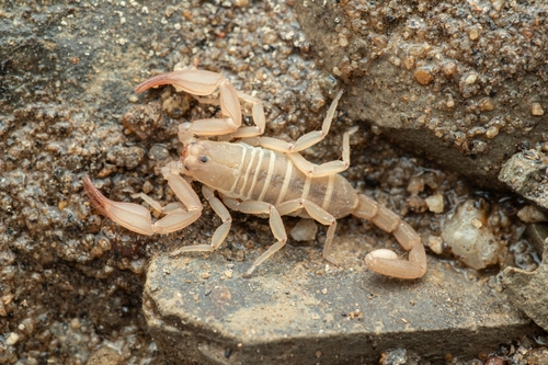 Kovarikia angelena
