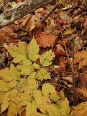 Actaea × ludovicii