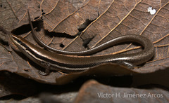 Marisora aquilonaria
