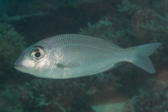 Gymnocranius superciliosus