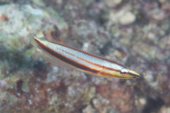 Hologymnosus doliatus