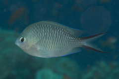 Chromis ternatensis
