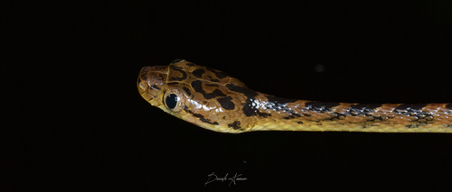 Thackeray's cat snake