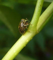 Gergithus complicatus