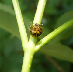Gergithus complicatus