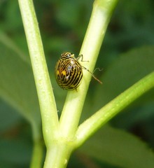 Gergithus complicatus