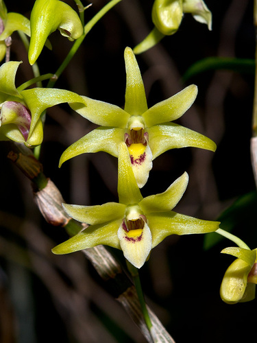 Huoshan Dendrobium