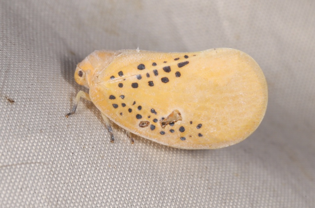 Poekilloptera aurantiaca