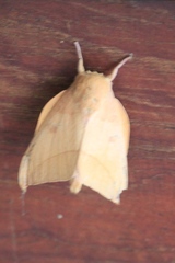 Adeloneivaia