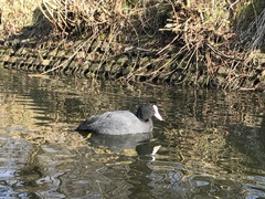 Fulica atra