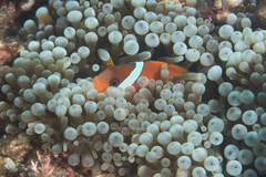 Amphiprion barberi