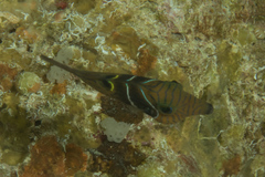 Canthigaster ocellicincta