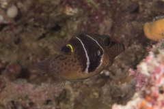 Canthigaster ocellicincta