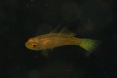 Trimma griffithsi
