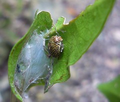 Gergithus complicatus