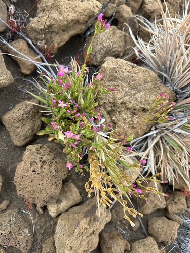Centaurium erythraea observed 2025-08-18
