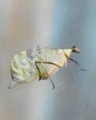 Leptoderes ornatipennis