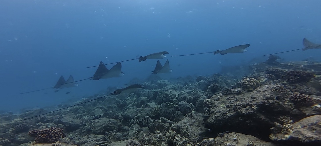 Ocellated Eagle Ray