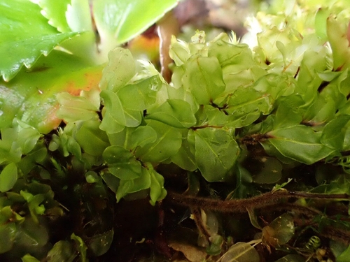 Grandleaf Rhizomnium Moss (Rhizomnium magnifolium)