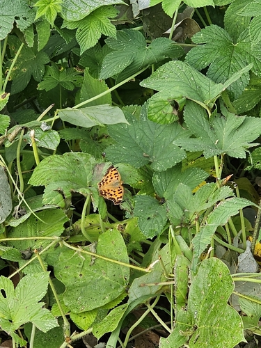 Asian Comma
