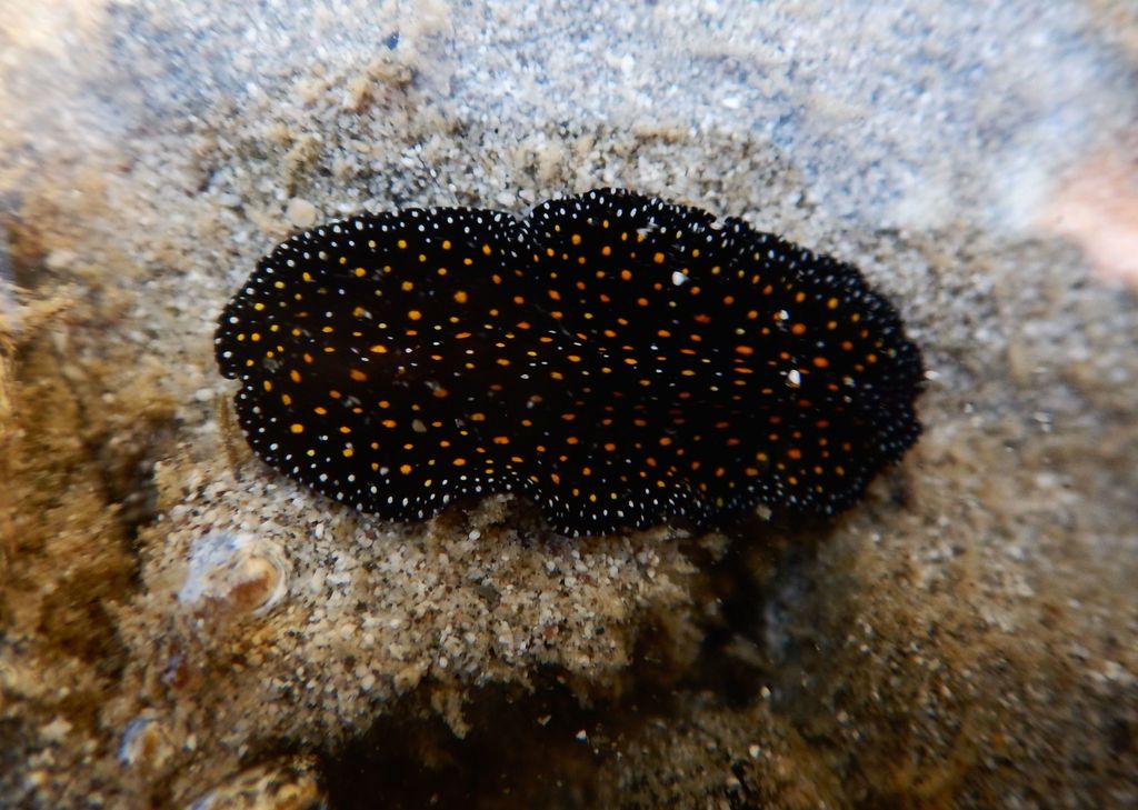 Pseudobiceros deliae