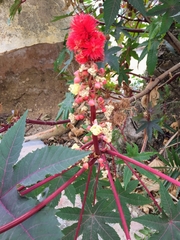 Ricinus