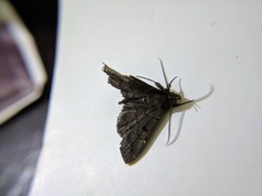 Noctuidae