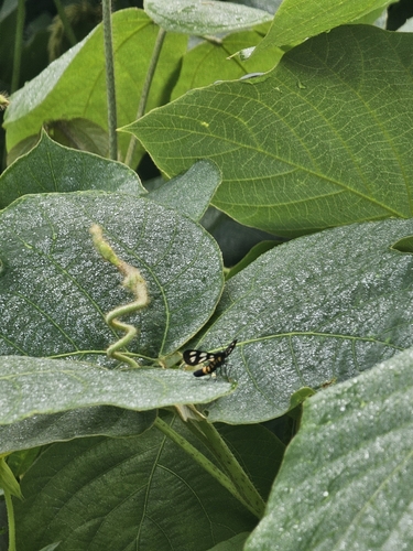 Japanese Nine-spotted Moth