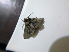 Noctuidae