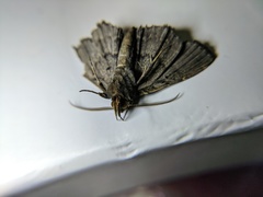 Noctuidae